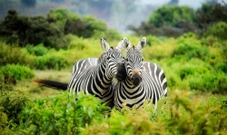 Zebra Couple
